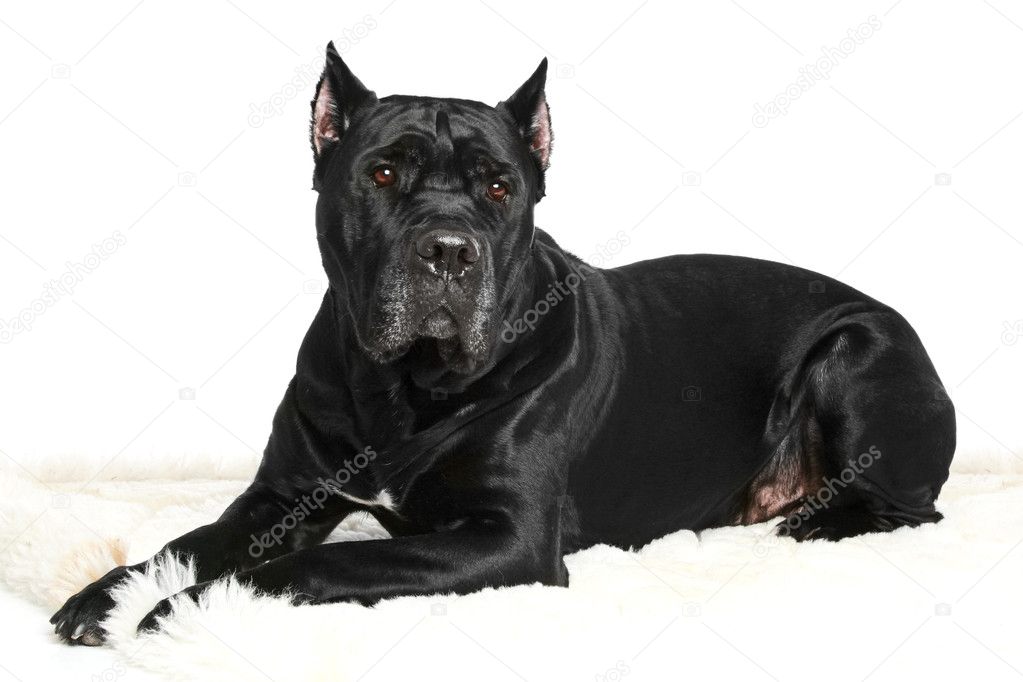 Cane Corso breed dog lying on a white background
