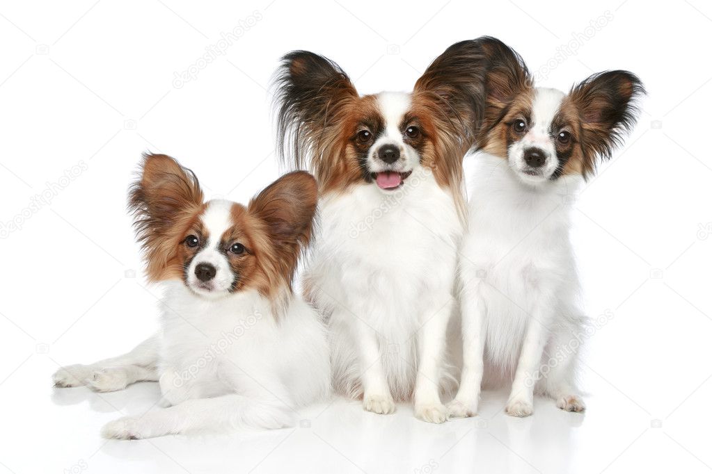 Papillon dog puppies — Stock Photo © FotoJagodka #4952643