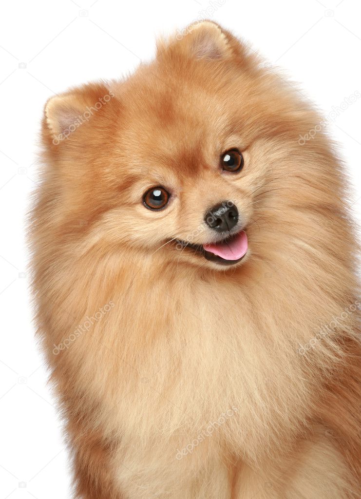 Spitz puppy close-up portrait on a white background