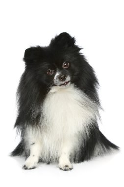 pomeranian spitz beyaz bir arka plan üzerinde oturan