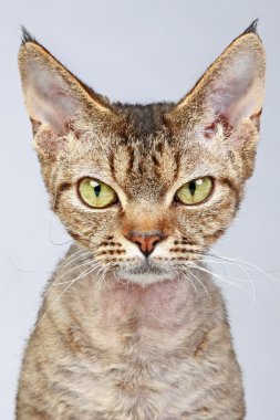 Devon-Rex cat. Close-up portrait on a grey background clipart