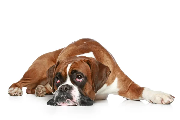 Boxer Cão Triste Deitado Sobre Fundo Branco — Fotografia de Stock