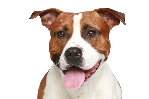 Staffordshire Terrier Retrato Primer Plano Sobre Fondo Blanco — Foto de Stock