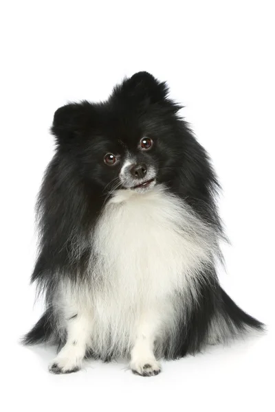Pomeranian Spitz Sitting White Background — Stock Photo, Image