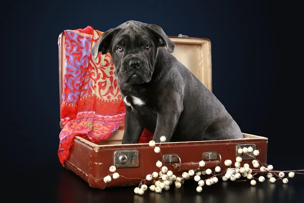 スーツケースの中に座っている杖コルソ子犬 — ストック写真