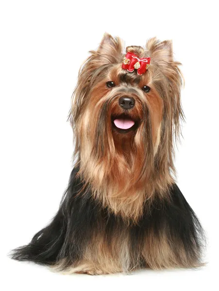 Yorkshire terrier with red bow — Stock Photo, Image
