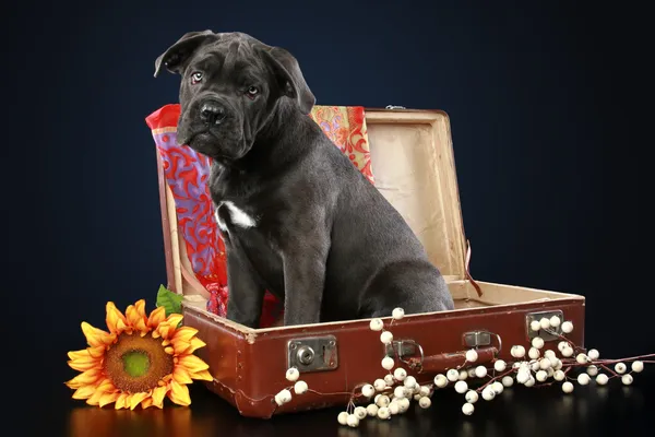 濃い青色の背景にスーツケースの中に座っている杖コルソ子犬 — ストック写真