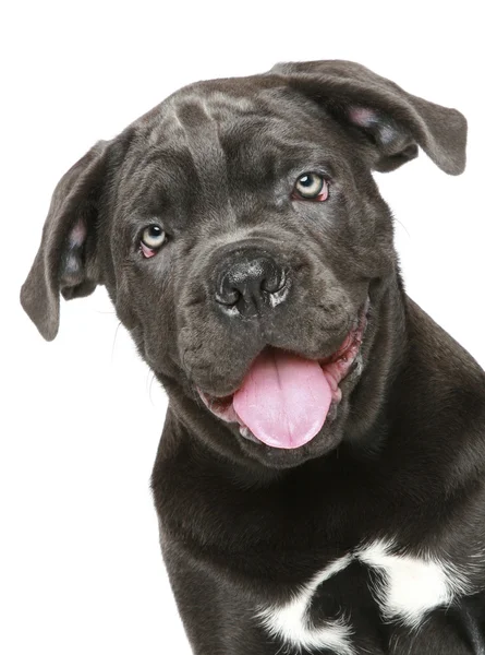 Cane corso pes štěně. Detailní portrét — Stock fotografie