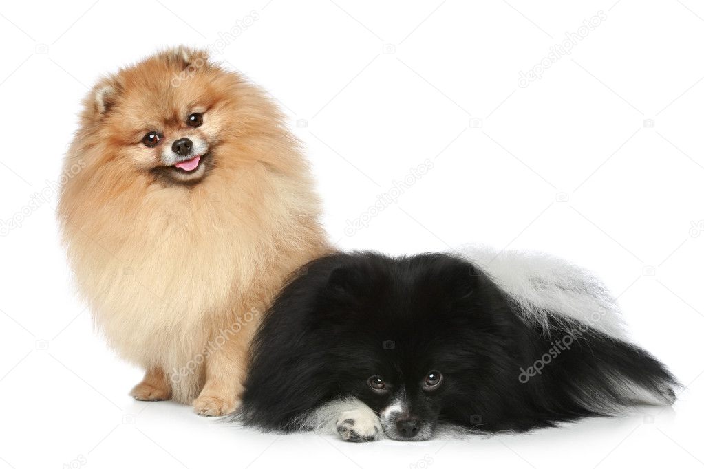 Two Spitz puppies resting on a white background