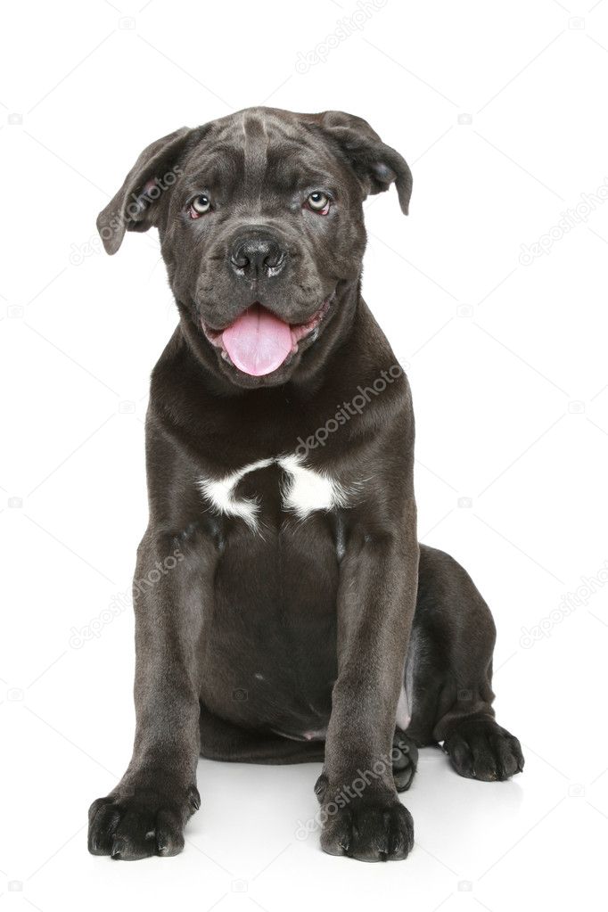 Cane corso dog puppy