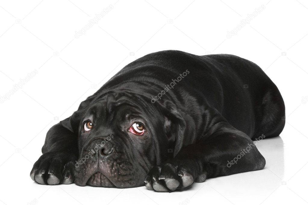 Cane corso dog puppy on a white background