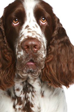 English Springer Spaniel. Close-up portrait clipart