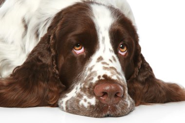 üzgün springer spaniel. yakın çekim portre