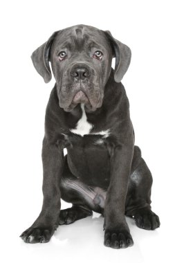Cane corso puppy sits on a white clipart