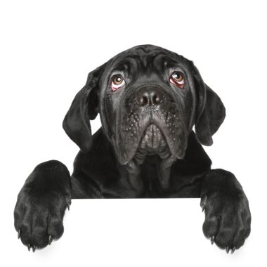 Cane Corso puppy gets out of the box clipart