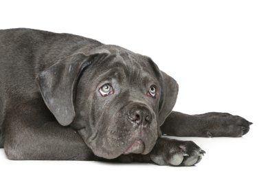 cane corso puppy üzerinde beyaz bir yalan