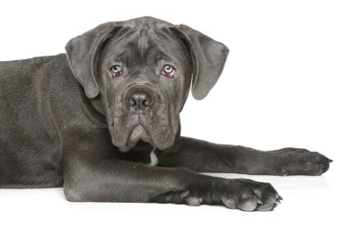 cane corso köpek yavrusu üzerinde beyaz bir yalan