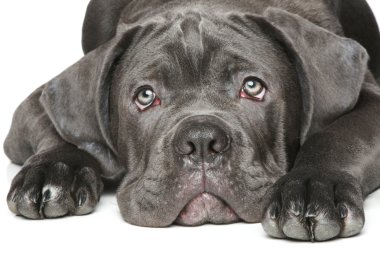 Cane corso dog puppy Close-up portrait clipart