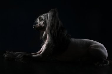 Black Chinese Crested Dog lying on dark background clipart