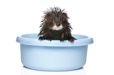 Ferret bathed on a white background clipart