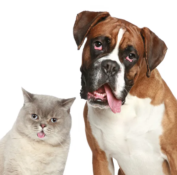 Katt och hund, närbild porträtt — Stockfoto