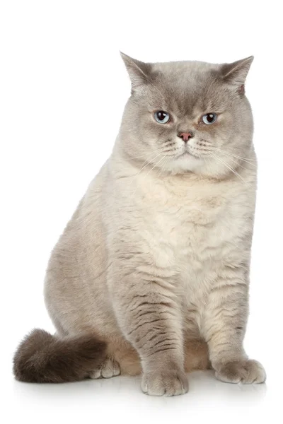 Britische Katze sitzt auf weißem Hintergrund — Stockfoto