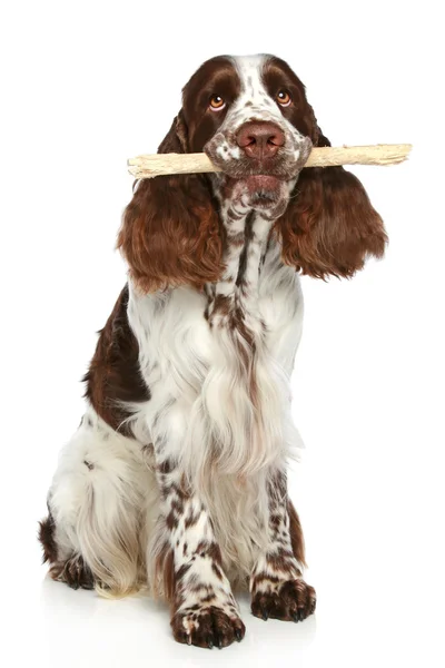Springer Spaniel jugando con un palo — Foto de Stock