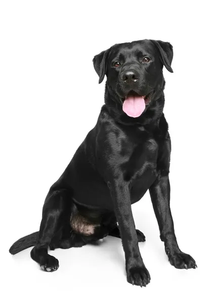 Labrador preto sobre um fundo branco — Fotografia de Stock