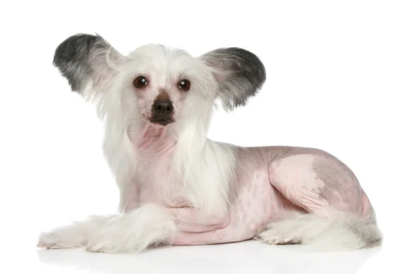 中国語の紋付き白の上に横たわる犬 — ストック写真