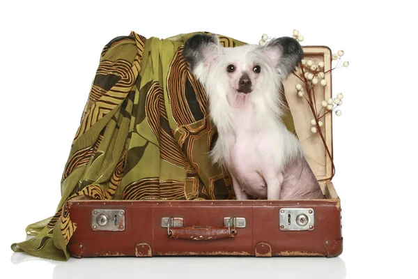 Китайская хохлатая собака сидит в старом чемодане — стоковое фото