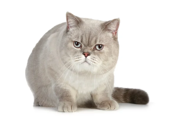 Британская кошка сидит на белом фоне — стоковое фото