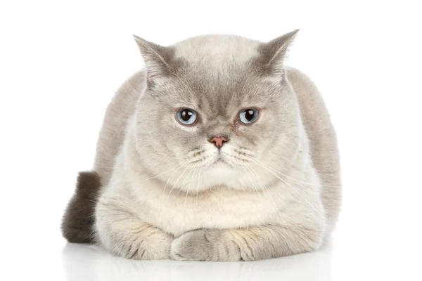 Британская кошка лежит на белом фоне — стоковое фото