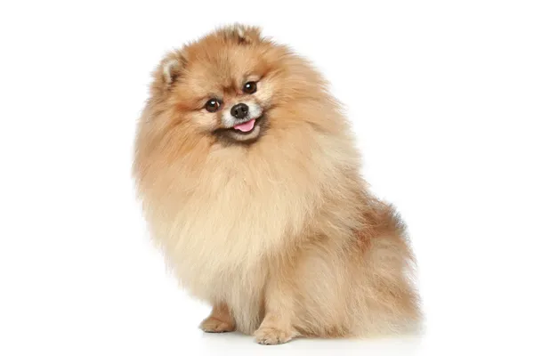 Pomeranian Spitz perro — Foto de Stock