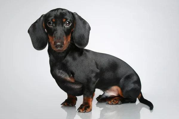 Mini dachshund, portre — Stok fotoğraf