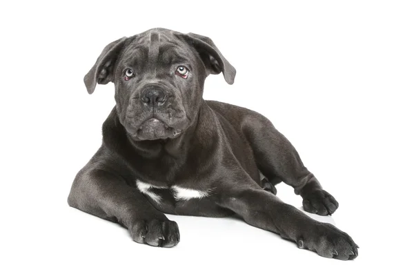 Cane corso dog puppy — Stock Photo, Image