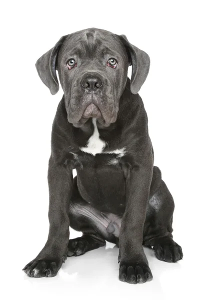 Cane corso cachorro se sienta en un blanco —  Fotos de Stock