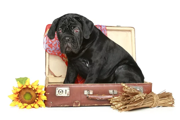 Cane corso cachorro se sienta en una maleta —  Fotos de Stock
