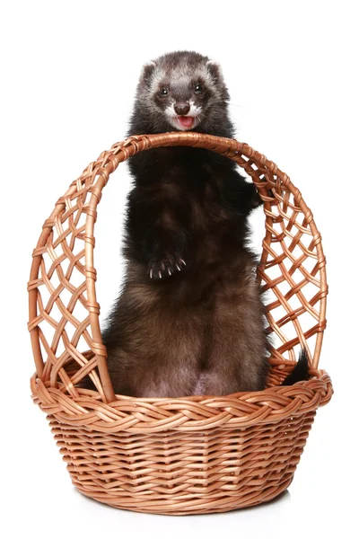 Ferret licks wattled basket — Stock Photo, Image
