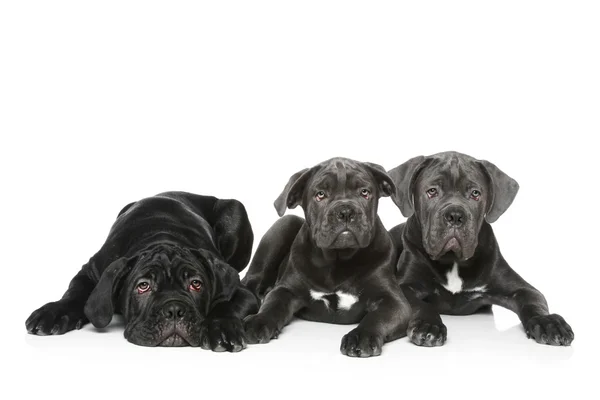 Three Cane Corso puppy lie on a white background — Stock Photo, Image