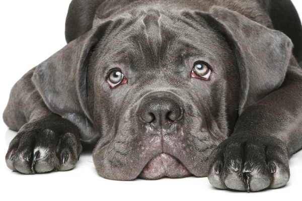 Cane corso pes štěně detailní portrét — Stock fotografie