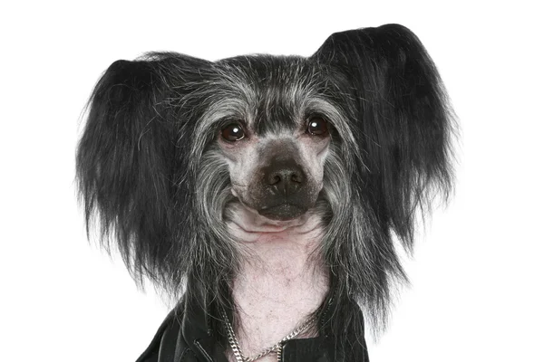 Black Chinese Crested Dog. Retrato de close-up — Fotografia de Stock