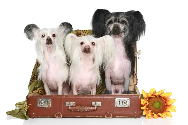 Eski bavulun içinde üç Çin Tepeli Köpek — Stok fotoğraf