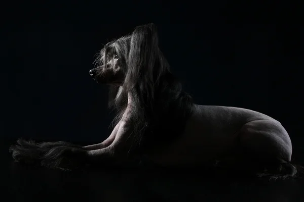 暗い背景の上に横たわるブラック中国クレステッド犬 — ストック写真