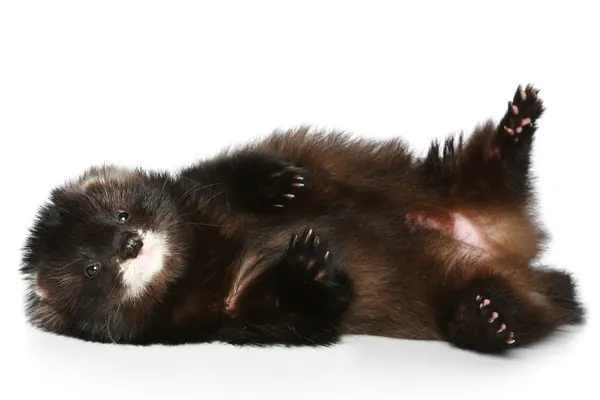 Ferret has a rest on a white background — Stock Photo, Image