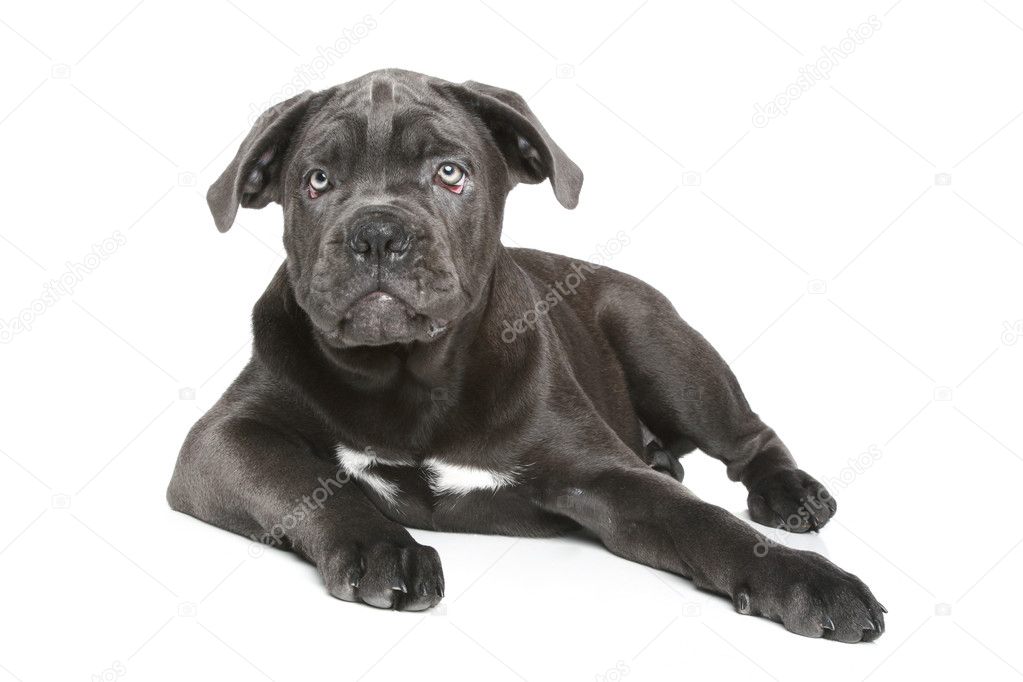 Cucciolo Di Cane Corso Di Canna Foto Stock Fotojagodka 5125397