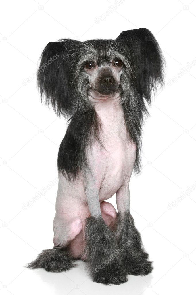 chinese crested powder puff black and white