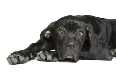 Cane corso dog puppy lying on a white clipart