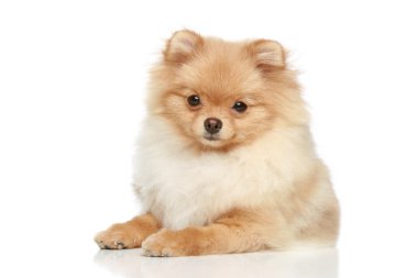 Pomeranian Spitz puppy on a white background clipart