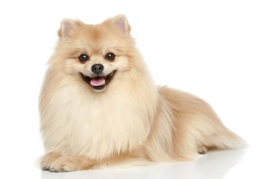 Pomeranian Spitz puppy on a white background clipart