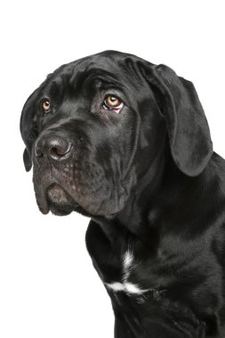 Cane corso dog puppy portrait clipart